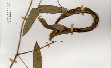 Psophocarpus tetragonolobus (L.) DC._標本_BRCM 4205