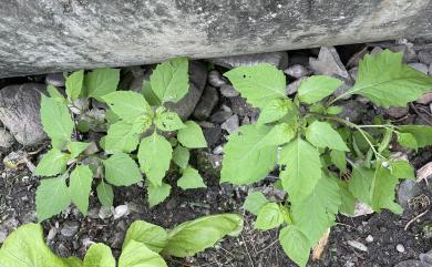 菜園發現龍葵會特地留下