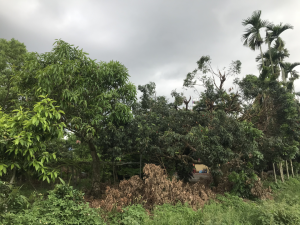 通往大竹圍土地公廟的小路景02