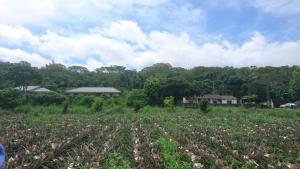 錦園村路邊的鳳梨田