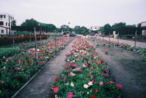 田尾公路花園花田