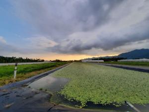 1.地理環境-水蓮田