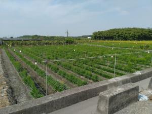 大庄村的一處電照菊花田