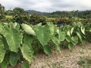 星蘋果園裡的芋