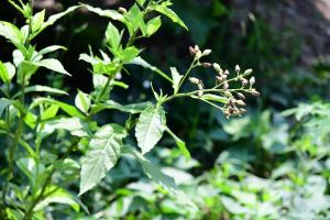 菸草tjamaku 為部落常用作物