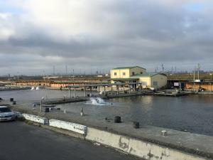 海豐村蚊港橋下西側釣魚場