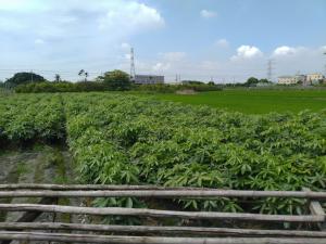 馬拉巴栗園