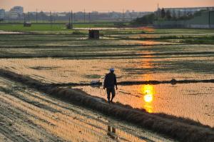 農田夕日