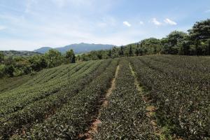 蕃薯里茶園景觀1-王里長的茶園