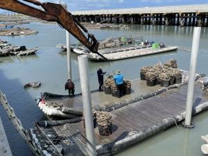 蚵苗收成後載運至外地養大