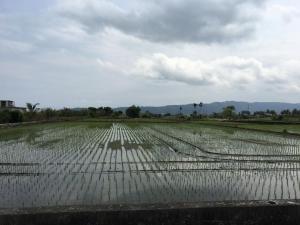 東干城稻田初播之田景04 攝影：陳藝勻