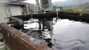 1090210大榮農場.民國70年代拍的香菇和剛建菇寮設施，木屑混合區.鐵皮現代菇寮.水池養吳郭魚_200215_0003