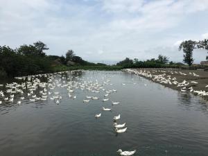 海豐村養殖業