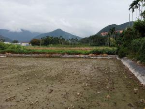 水頭里休耕茭白筍園