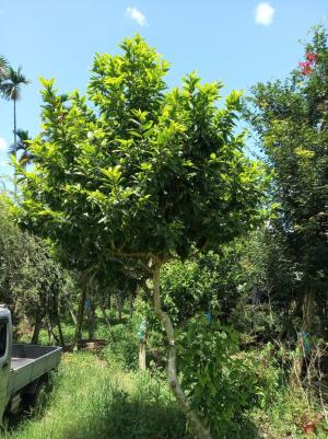 麒麟里曹建森園藝種植區5