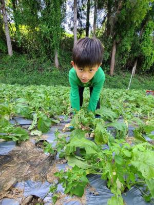 孩子至農園拔蘿蔔