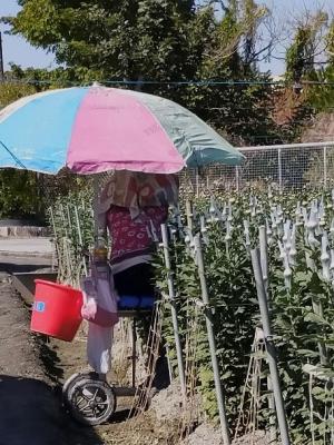 菊花田中婦女進行套袋