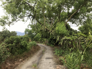 通往大竹圍土地公廟的小路