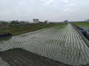 海豐堀與粘厝庄交界水稻田06