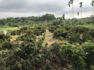 從荔枝園眺望星蘋果園03