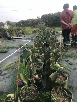 留果好賣給都市人的樹苗01