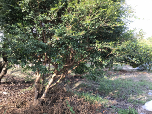 入大竹圍道路-左側雜果園-樹葡萄結果