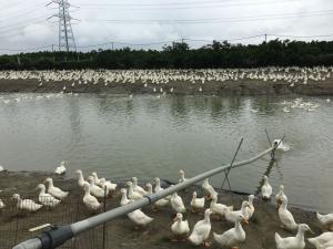 養鴨場