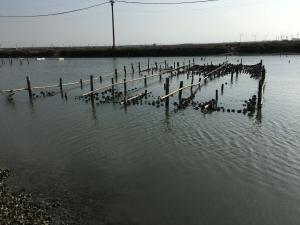 海埔新生地排水溝內的蚵棚