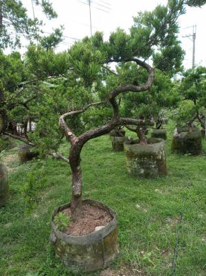 廖文建園藝-6