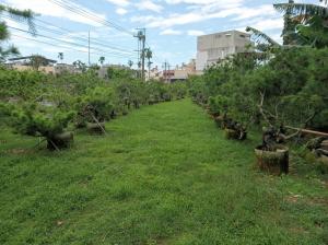 廖文建園藝-1