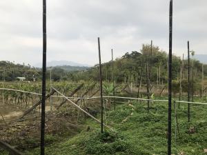 安平宮旁香蕉園