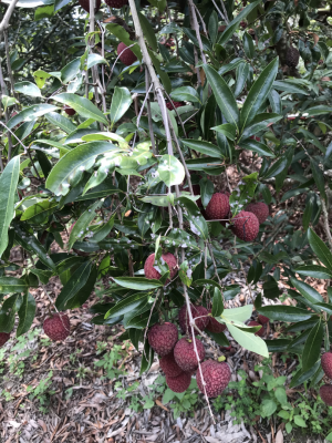 待採的荔枝