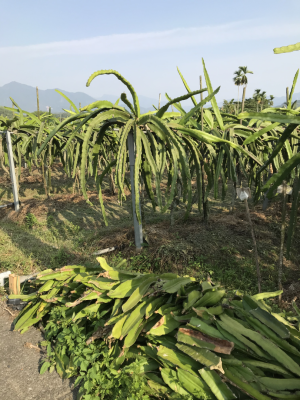 入大竹圍道路-右側火龍果園四月修枝02