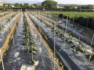 入大竹圍道路-右側緊鄰甜椒的茄子田