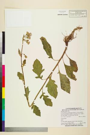 <a href="http://brmas.openmuseum.tw/muse/digi_object/2ba579b40f007cbc102a60e313165d18" target="_blank">Crassocephalum crepidioides (Benth.) S. Moore_標本_BRCM 7568</a>