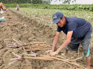 牛蒡採收_農民採收一隅