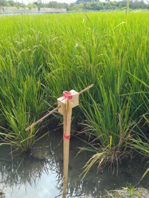 松腳巷稻田的土地公拐