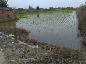 海豐堀與粘厝庄交界水稻田04