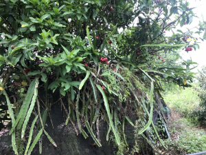 野生的蓮霧與火龍果植株