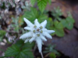 玉山薄雪草～記載著台灣身世的活化石