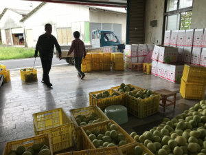 林建坤夫婦挪動文旦箱1