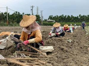 牛蒡採收_農民排列整齊採收農作