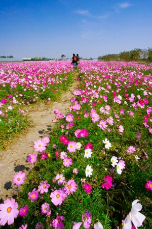 花海