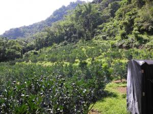 茂谷園(富州里幸福果園)