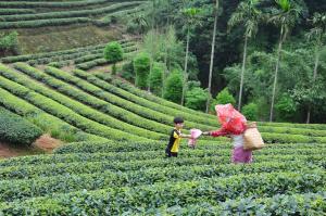 蘆峰烏龍茶