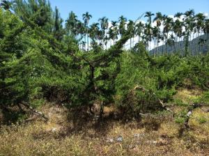 水頭里曹建森園藝種植區1