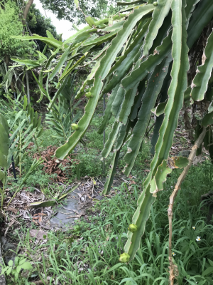 通往大竹圍土地公廟的小路景04