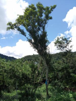 麒麟里曹建森園藝種植區1