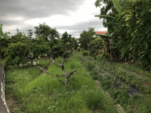 通往大竹圍土地公廟的小路景03