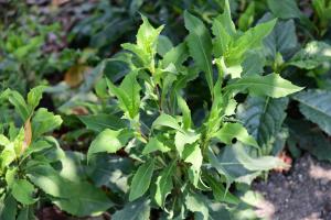 山萵苣為部落常用野菜